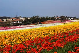 The Flower Fields